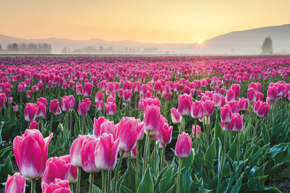 Picture of SKAGIT VALLEY TULIPS I