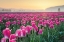 Picture of SKAGIT VALLEY TULIPS I