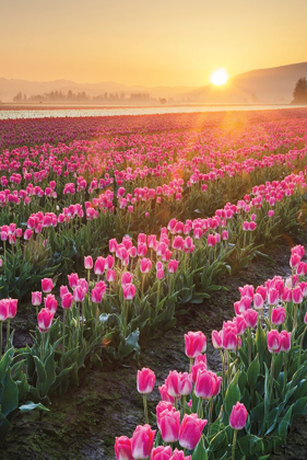 Picture of SKAGIT VALLEY TULIPS II