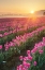 Picture of SKAGIT VALLEY TULIPS II