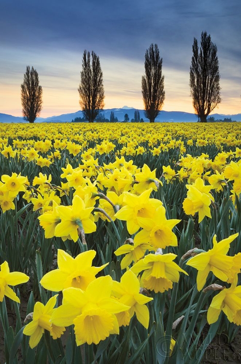 Picture of SKAGIT VALLEY DAFFODILS I