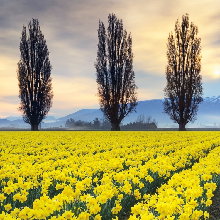 Picture of SKAGIT VALLEY DAFFODILS II