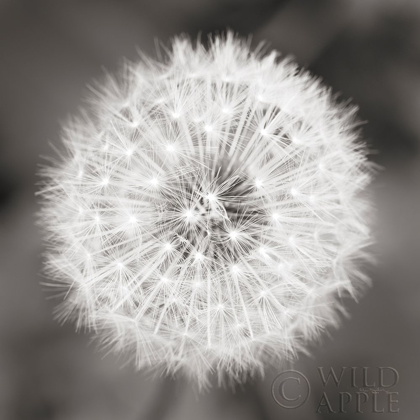 Picture of DANDELION SEEDHEAD