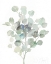 Picture of EUCALYPTUS III COOL