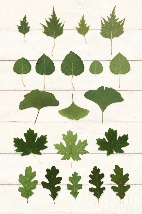 Picture of LEAF CHART I SHIPLAP