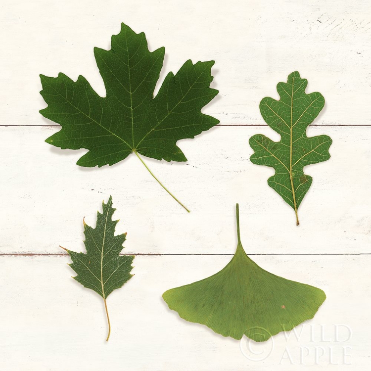 Picture of LEAF CHART II SHIPLAP