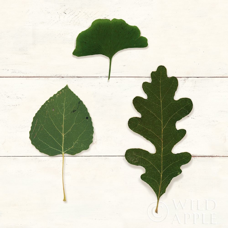 Picture of LEAF CHART III SHIPLAP