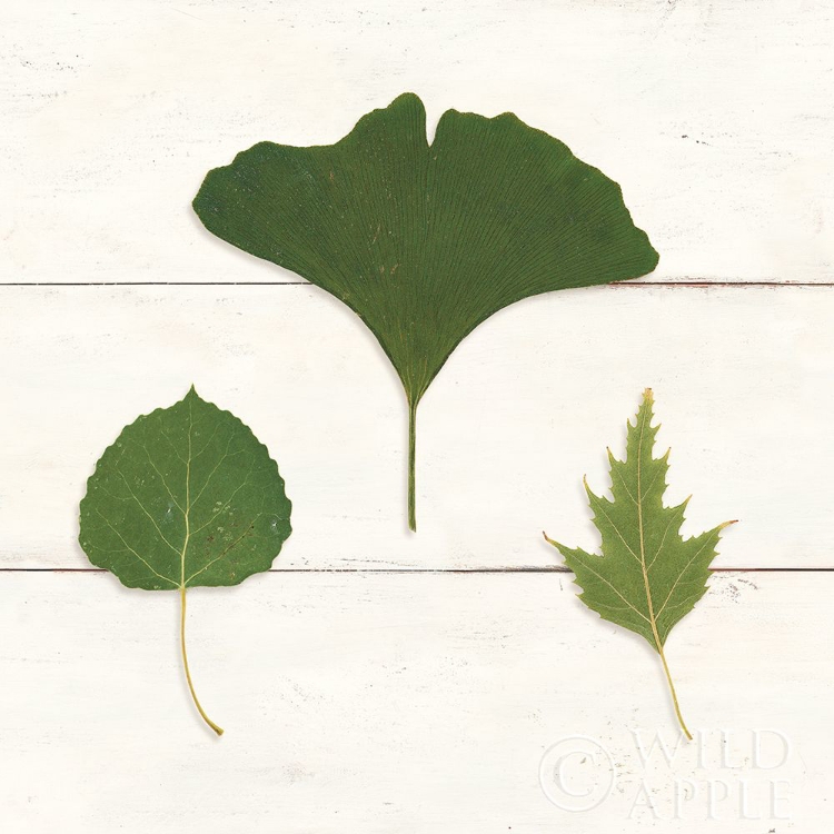 Picture of LEAF CHART IV SHIPLAP