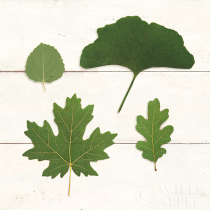 Picture of LEAF CHART V SHIPLAP