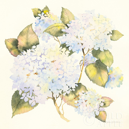 Picture of HYDRANGEAS