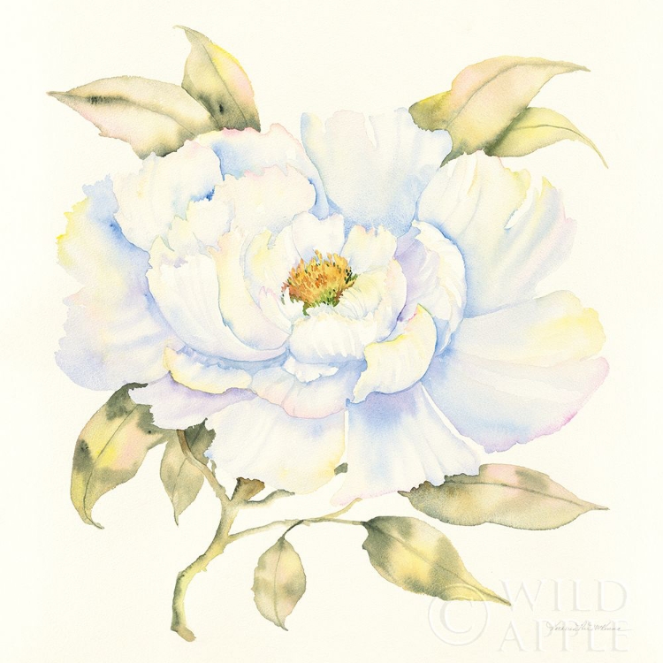 Picture of PEONY