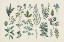 Picture of VICTORIAN GARDEN III