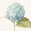 Picture of FLOURSACK FLORALS V - BLUE HYDRANGEA CROP
