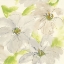 Picture of DANCING CLEMATIS II