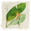 Picture of BOTANICAL STUDY I LIGHT