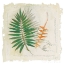 Picture of BOTANICAL STUDY II LIGHT