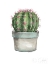 Picture of MIXED GREENS SUCCULENT II