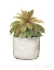 Picture of MIXED GREENS SUCCULENT III