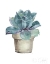 Picture of MIXED GREENS SUCCULENT IV