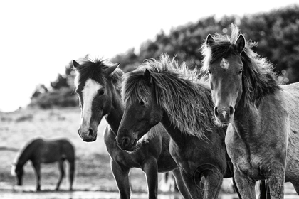 Picture of HORSES THREE