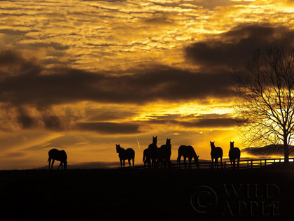 Picture of HORSES AT SUNSET