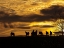 Picture of HORSES AT SUNSET