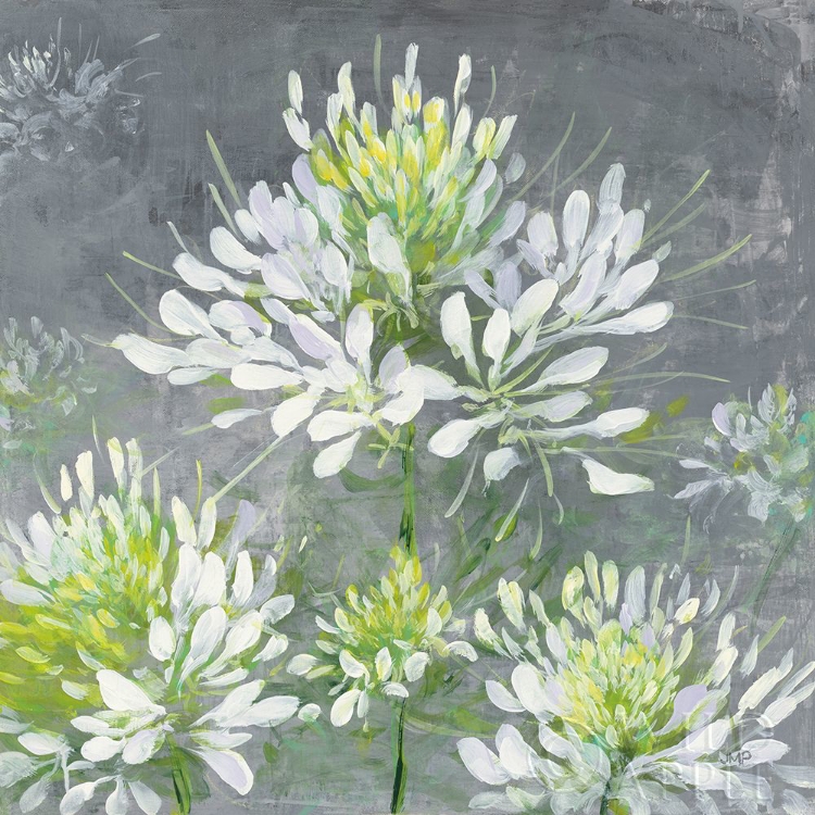 Picture of FARMHOUSE CLEOME I