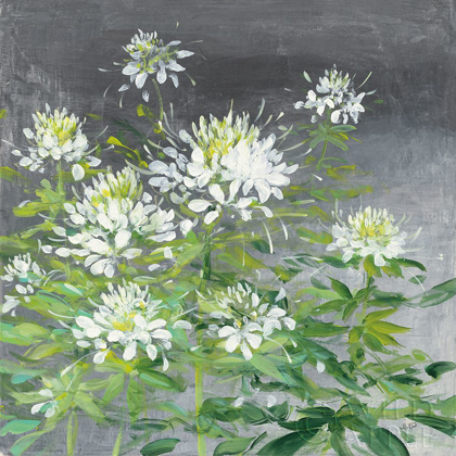 Picture of FARMHOUSE CLEOME II