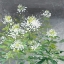 Picture of FARMHOUSE CLEOME II