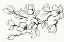 Picture of FLOWER DRAWING