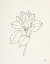 Picture of MAGNOLIA LINE DRAWING
