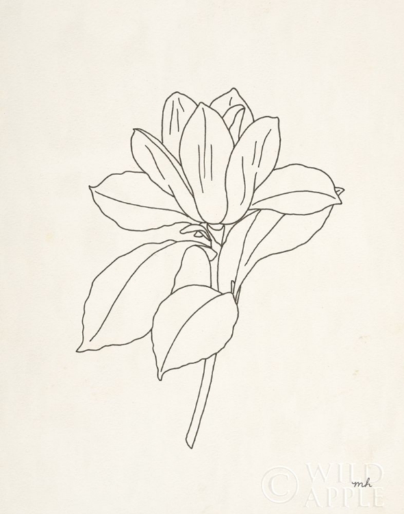 Picture of MAGNOLIA LINE DRAWING