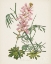 Picture of ANTIQUE BOTANICAL LVII CREAM