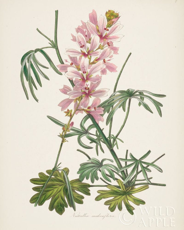 Picture of ANTIQUE BOTANICAL LVII CREAM