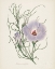 Picture of ANTIQUE BOTANICAL XXX CREAM