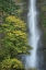 Picture of MULTNOMAH FALLS COLOR