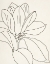 Picture of MAGNOLIA LINE DRAWING V2 CROP