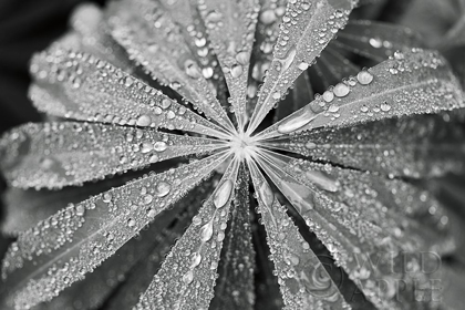 Picture of RAINDROPS ON LUPINE