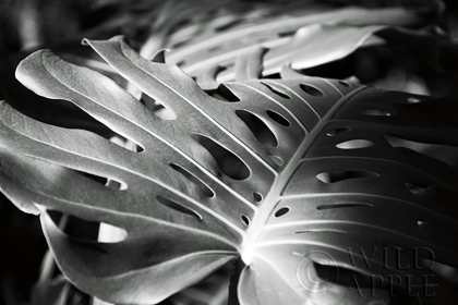 Picture of PHILODENDRON