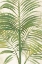 Picture of PALMS II BRIGHT