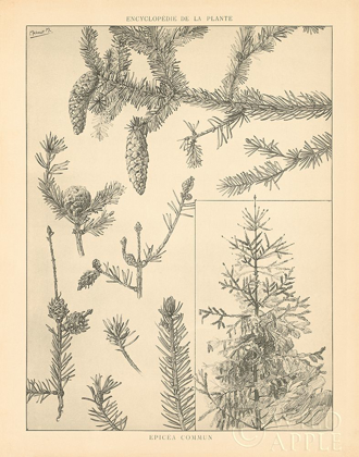 Picture of VINTAGE TREE SKETCHES I