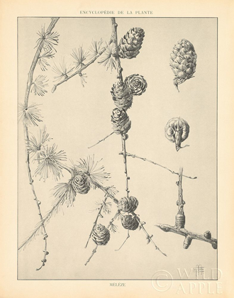 Picture of VINTAGE TREE SKETCHES II