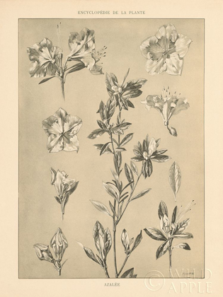 Picture of LITHOGRAPH FLORALS I