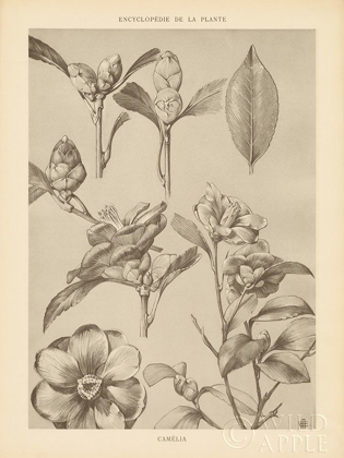 Picture of LITHOGRAPH FLORALS II
