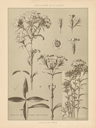 Picture of LITHOGRAPH FLORALS III