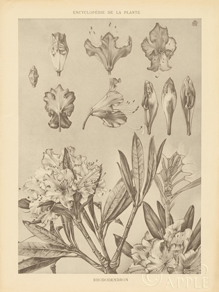 Picture of LITHOGRAPH FLORALS IV