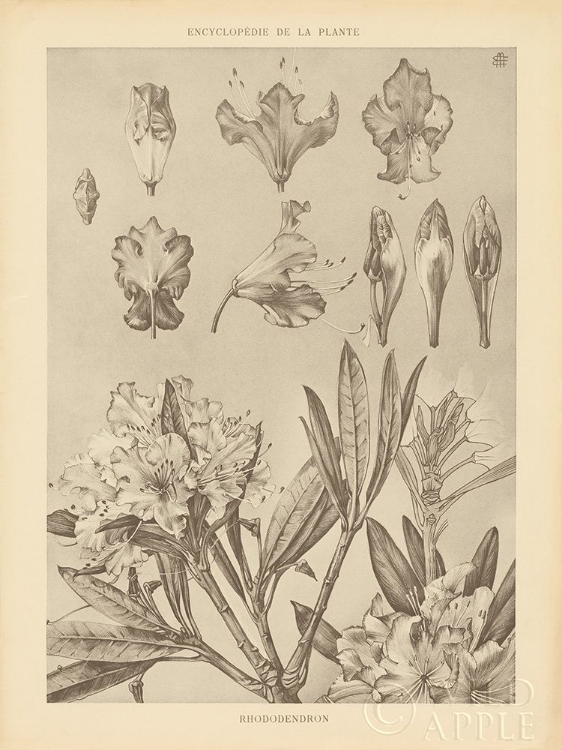 Picture of LITHOGRAPH FLORALS IV