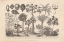 Picture of BOTANIK II VINTAGE