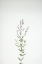 Picture of SIMPLE STEMS III