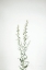 Picture of SIMPLE STEMS IV
